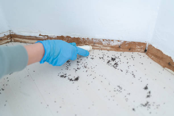 Best Commercial Pest Control  in Willcox, AZ